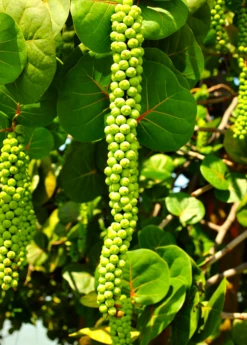Sea Grape (Coccoloba Uvifera) 11 Sea Grape (Coccoloba Uvifera) -Garden Supplies Sales 2024 seagrapeCoccolobauviferaplantforsalesowexotic 4