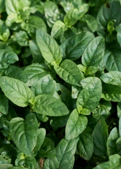 Self Heal Herb (Prunella Vulgaris) 5 Self Heal Herb (Prunella Vulgaris) -Garden Supplies Sales 2024 selfhealliveplantforsalesowexoticPrunellavulgaris