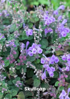 Adaptogen Herb Bundle: Gotu Kola, Skullcap, Ashwagandha, Tulsi -Garden Supplies Sales 2024 skullcap plant for sale for sale SowExotic.com