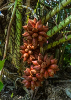 Garden Supplies Sales 2024 -Garden Supplies Sales 2024 snake fruit salacca fruit tree croppex jpg