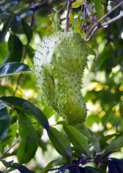 Soursop (Annona Muricata) -Garden Supplies Sales 2024 soursop fruit tree