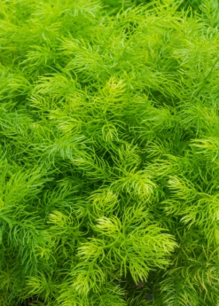 Shatavari (Asparagus Racemosus) -Garden Supplies Sales 2024 sow exotic live shatavari plant for sale