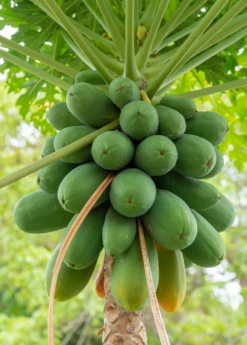 Papaya, 'Dwarf Red Lady' (Carica Papaya)