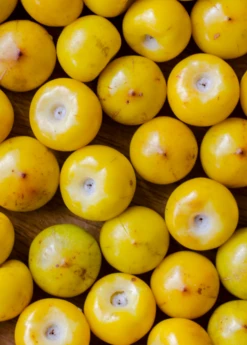 Nance (Byrsonima Crassifolia) -Garden Supplies Sales 2024 sowexoticplantnurserygardennancenanche byrsonima crassifolia