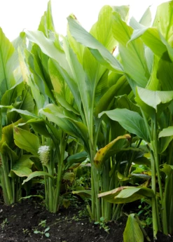 Turmeric, Orange (Curcuma Longa) 10 Turmeric, Orange (Curcuma Longa) -Garden Supplies Sales 2024 sowexoticplantnurseryturmeric