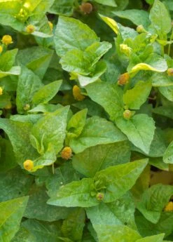 Electric Daisy Toothache Plant (Spilanthes Acmella) 7 Electric Daisy Toothache Plant (Spilanthes Acmella) -Garden Supplies Sales 2024 spilanthes