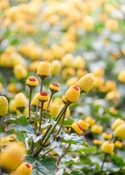 Electric Daisy Toothache Plant (Spilanthes Acmella) 9 Electric Daisy Toothache Plant (Spilanthes Acmella) -Garden Supplies Sales 2024 spilanthestoothacheplantsowexoticnursery 2