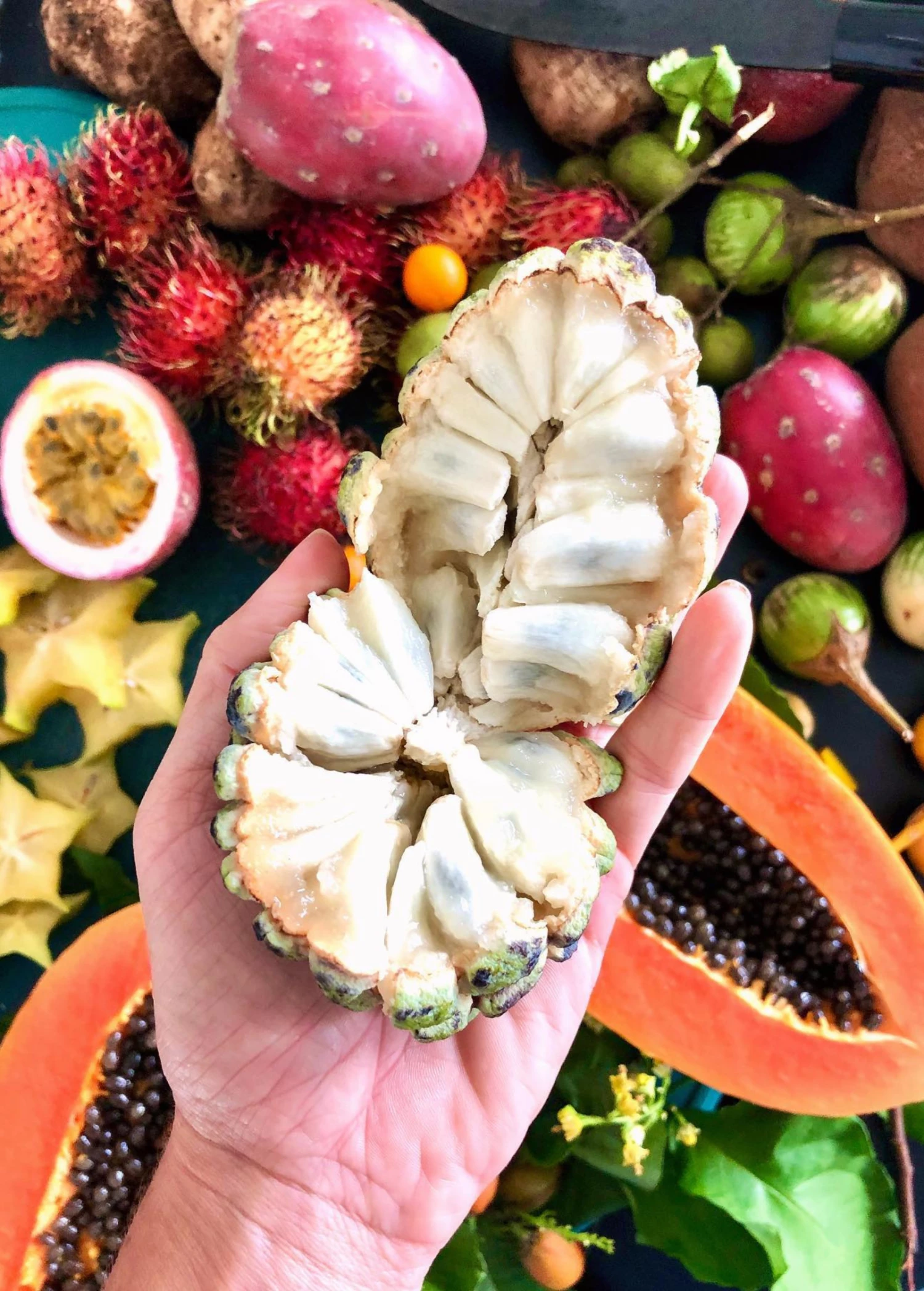 Sugar Apple 'Na Dai' (Annona Squamosa L) 1 Sugar Apple 'Na Dai' (Annona Squamosa L)