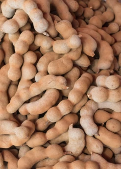 Tamarind 'Thai Sweet' (Tamarindus Indica)