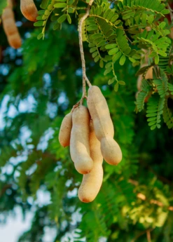 Tamarind 'Thai Sweet' (Tamarindus Indica) -Garden Supplies Sales 2024 sweetthaitamarindsowexotic 2 e18cd9ea 15d2 4c6b b5da 1365c42ec084