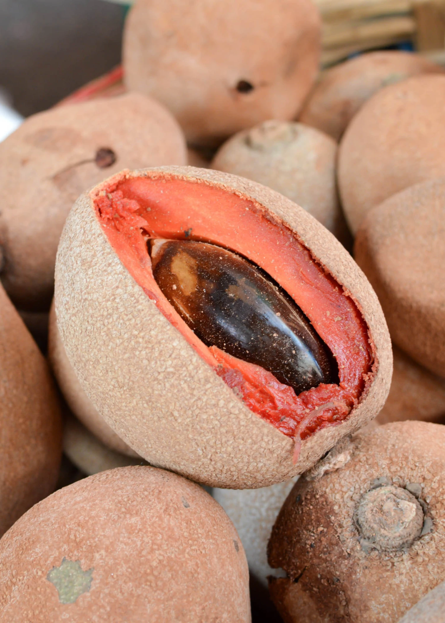 Mamey Sapote 'Tazumal' (Pouteria Sapota) 1 Mamey Sapote 'Tazumal' (Pouteria Sapota)