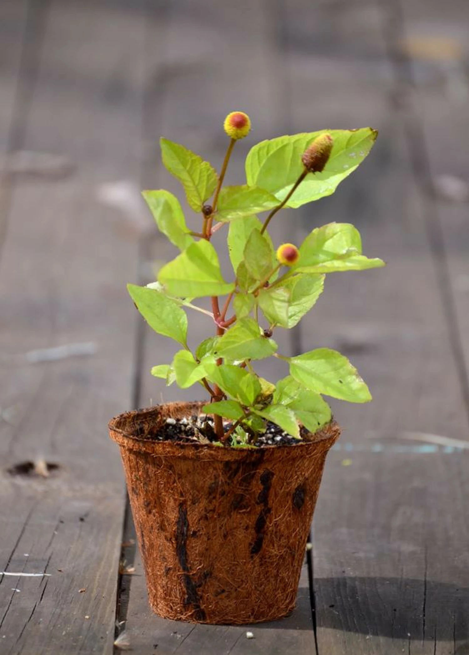 Electric Daisy Toothache Plant (Spilanthes Acmella) 4 Electric Daisy Toothache Plant (Spilanthes Acmella) - Image 4