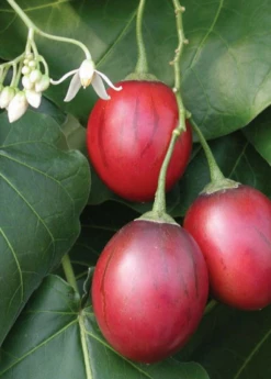 Tree Tomato, Red (Cyphomandra Betaceae) -Garden Supplies Sales 2024 tree tomato cyphomandra betaceae2