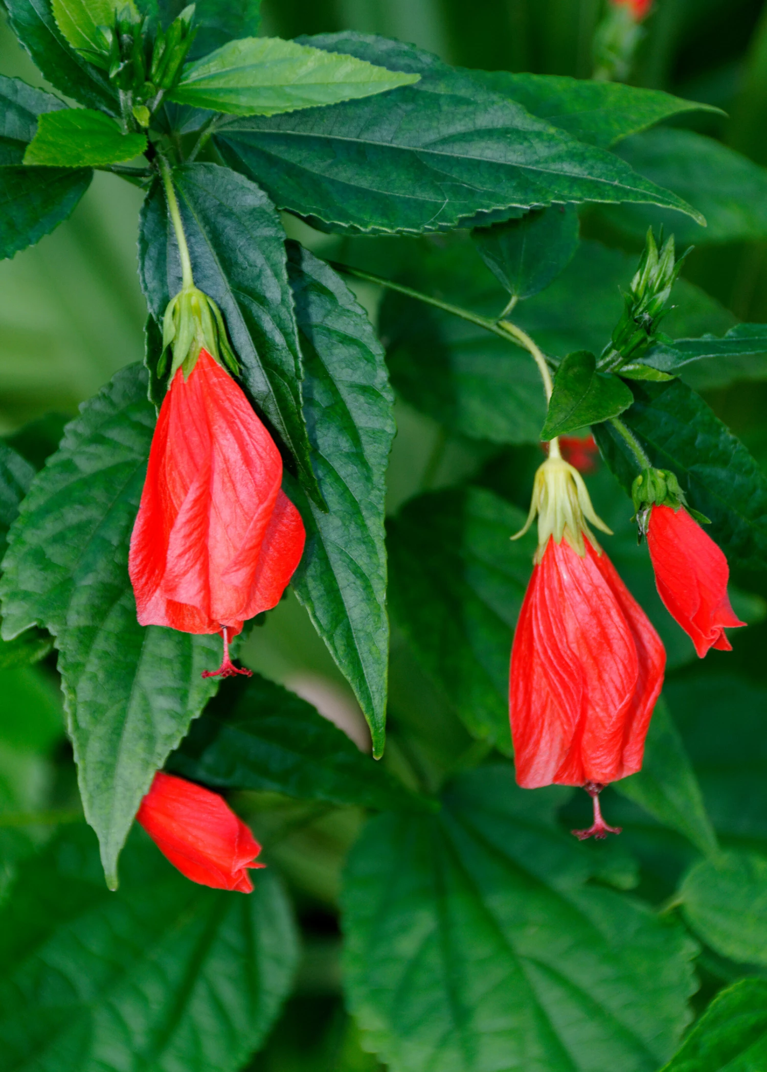 Turk's Cap (Malvaviscus Arboreus) 1 Turk's Cap (Malvaviscus Arboreus)