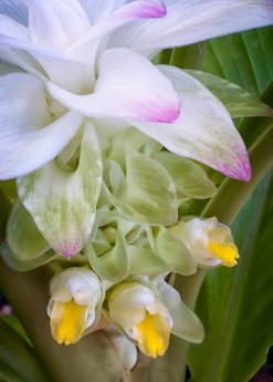 Turmeric, Orange (Curcuma Longa) 11 Turmeric, Orange (Curcuma Longa) -Garden Supplies Sales 2024 turmeric flower