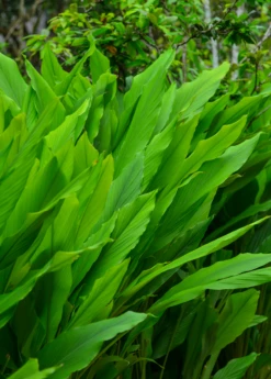 Turmeric, Orange (Curcuma Longa) 14 Turmeric, Orange (Curcuma Longa) -Garden Supplies Sales 2024 turmeric foliage