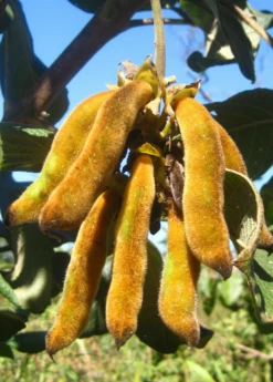 Velvet Bean (Mucuna Pruriens) -Garden Supplies Sales 2024 velvet bean mucana pruriens