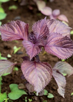 Vietnamese Perilla, Lá Tía Tô (Perilla Frutescens) 5 Vietnamese Perilla, Lá Tía Tô (Perilla Frutescens) -Garden Supplies Sales 2024 vietnamese perilla plants for sale SowExotic.com