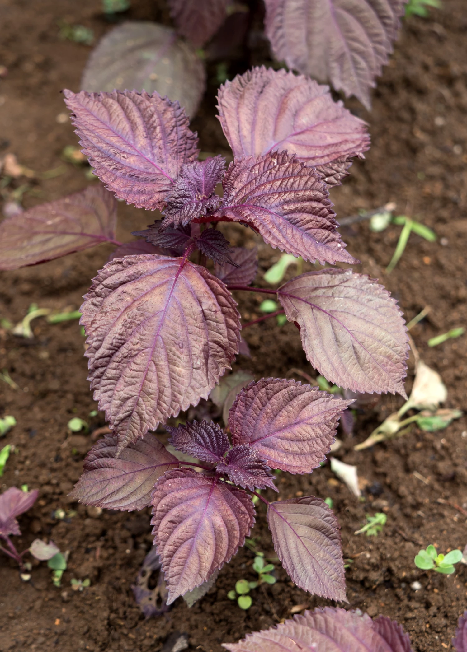 Vietnamese Perilla, Lá Tía Tô (Perilla Frutescens) 2 Vietnamese Perilla, Lá Tía Tô (Perilla Frutescens) - Image 2