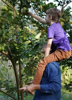 Guava, Wild Florida (Psidium Guajava) -Garden Supplies Sales 2024 wildfloridaguavasowexoticnursery