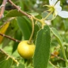 Strawberry Tree, Yellow (Muntingia Calabura)