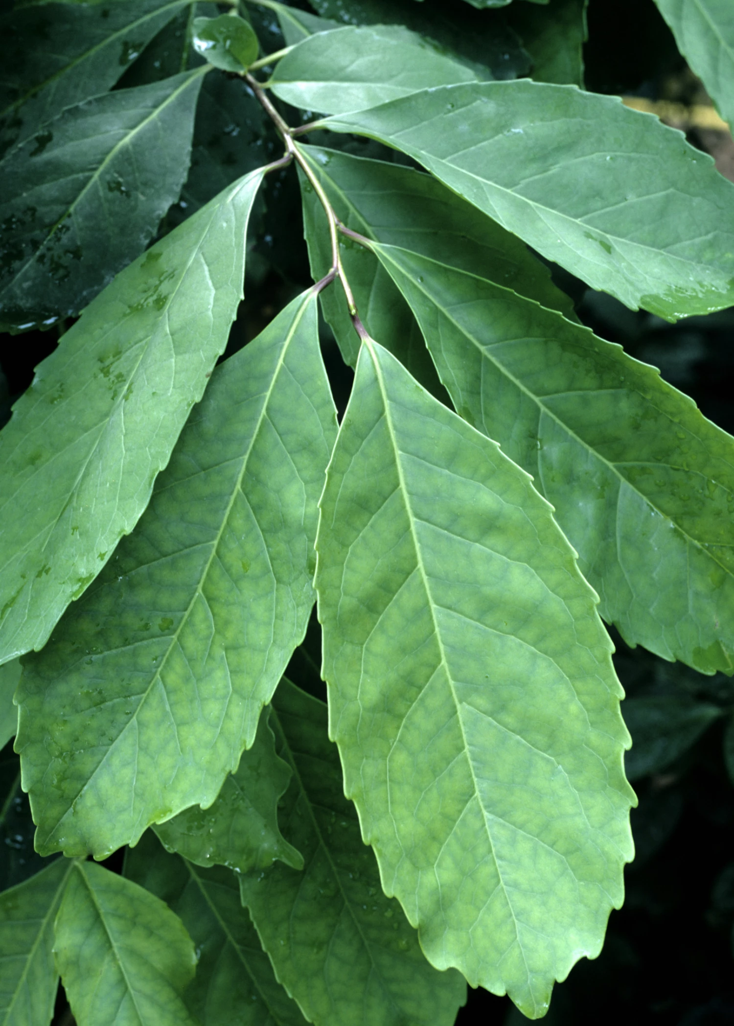 Yerba Mate (Ilex Paraguariensis) 2 Yerba Mate (Ilex Paraguariensis) - Image 2